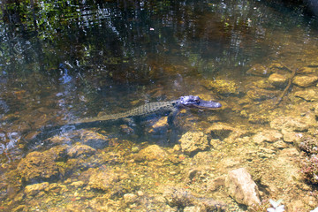 Everglades National Park - Loop Rh