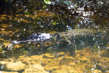 Everglades National Park - Loop Rh