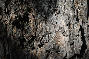Tree bark  for background or texture
