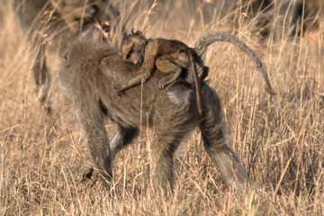 The olive baboon (Papio anubis), also called the Anubis baboon, is a member of the Cercopithecidae family 