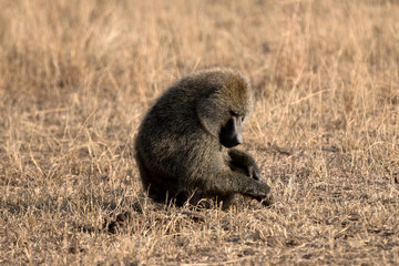 The olive baboon (Papio anubis), also called the Anubis baboon, is a member of the Cercopithecidae...
