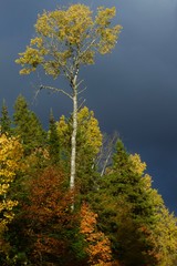 Tall autumn tree in front of a stormy sky