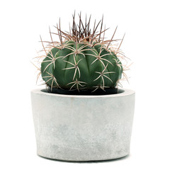 cactus in a pot isolated on white background