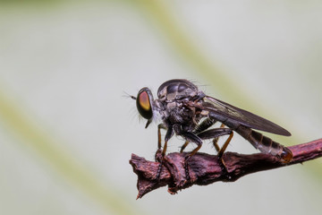 Hunter flies in the air Robber flies (Assassin flies)
