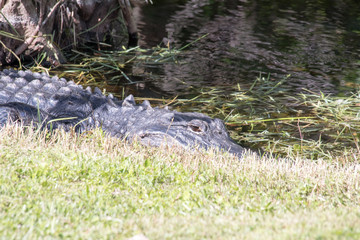 Everglades National Park - Loop Rh