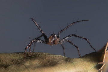Close up macro shot. A spider web in nature background.