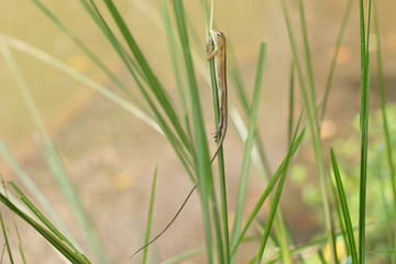 Portrait of Oriental Garden Lizard, eastern garden lizard or changeable lizard on the rock with green natural background