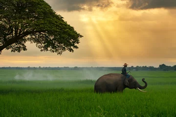 Foto op Aluminium Thailand, the mahout, and elephant in the green rice field during the sunrise landscape view © EmmaStock