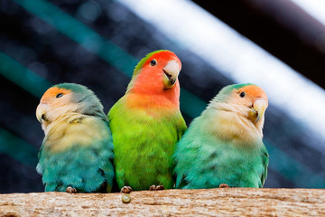 three lovebird parrots sit clinging to each other and brushing their feathers