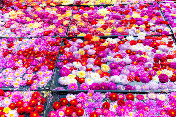 一面のダリア　花の絨毯