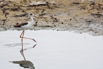 Long-legged booby (Himantopus himantopus) in Taiwan.