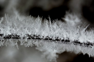 a plant thread with snow crystals