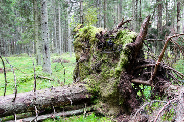 Fallen tree with roots in the forest. Wild forest.