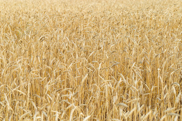 Field of wheat at autumn. Rural landscape. Ripe wheat on field. Cereal crop in sunlight. Rich...
