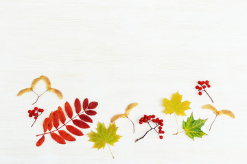 Colorful autumn leaves flat lay on white wooden background with copy space. Frame from different leaves of maple and rowan trees, colors of autumn. Top view.