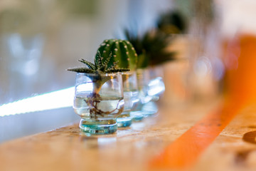 selective focus small cactus in glass.