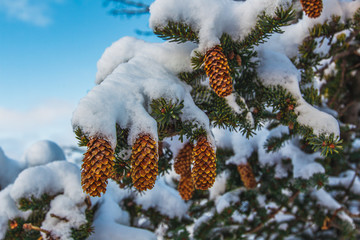 Holiday Snow Covered Boughs