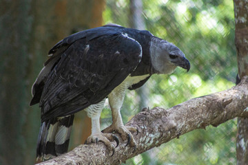 white head harpy eagle