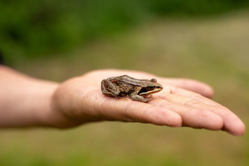 Hand holds a green frog.