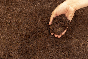 Farmer hand holding black fertile soil. Concept of organic dirt, rich ground, humus, agriculture, compost, fertile earth themes design. Image.