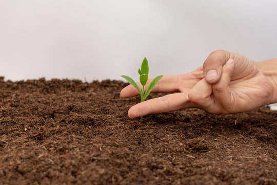 Hand of scissors pose with green plant seedling on black fertile soil. Concept of care and protect planet, tree, forest or failure of beginning business and start of investment. Image.