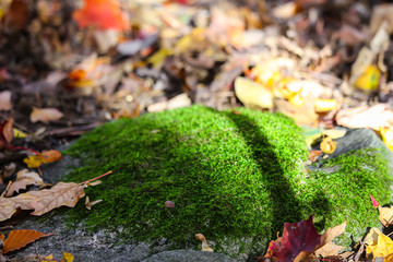 Moss in maple forest, St-Bruno, Quebec, Canada