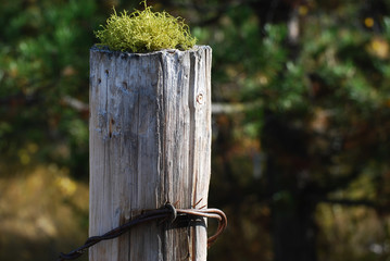 mossy post