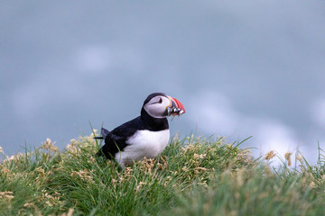 Atlantic Puffin in Iceland