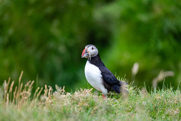 Atlantic Puffin in Iceland