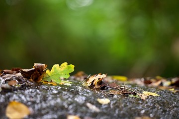 Feuilles mortes ruisseau