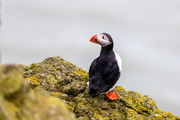 Atlantic Puffin in Iceland