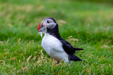 Atlantic Puffin in Iceland