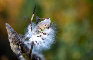 Fototapeta premium Milkweed jesienią 01