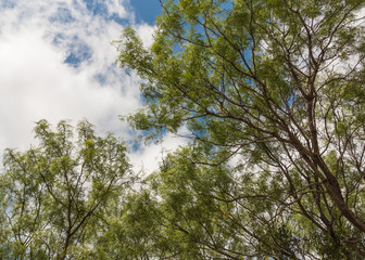 blue sky and green trees