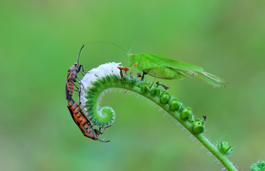 Dysdercus cingulatus,grasshopper