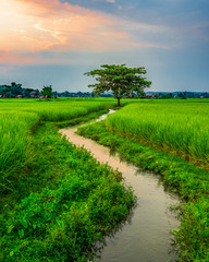 Fototapeta na wymiar Lone tree sits at the end of a stream in a fresh green rice paddy