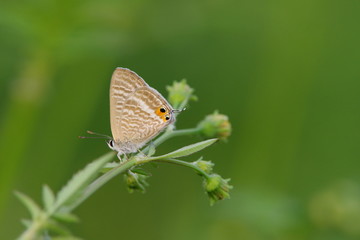 Fototapeta na wymiar 草の上で休む小さなチョウ