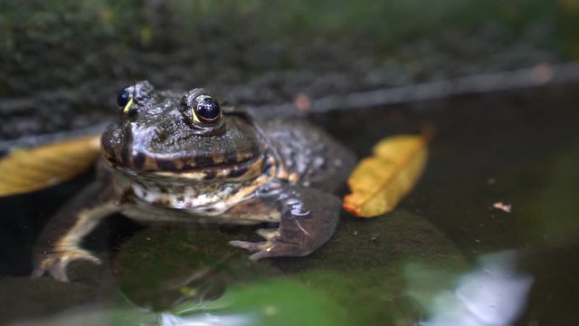 closeup frog in pond ,Thailand