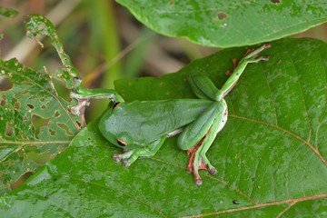 Obraz premium Moltrecht's tree frog(Rhacophorus moltrechti)、