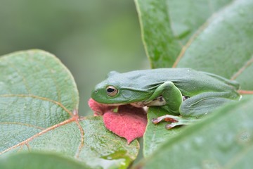 Moltrecht's tree frog(Rhacophorus moltrechti)、