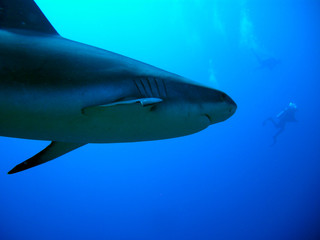 Naklejka premium shark