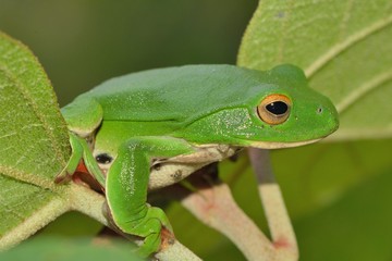 Moltrecht's tree frog(Rhacophorus moltrechti)、