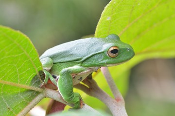 Moltrecht's tree frog(Rhacophorus moltrechti)、
