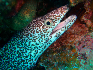 spotted moray eel
