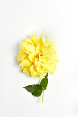 beautiful yellow Dahlia flower on white background. flat lay, top view, vertical frame