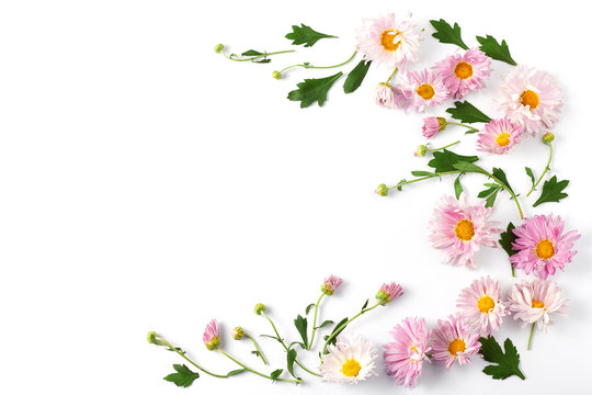 beautiful pink chrysanthemums and green leaves on a white background. top view, space for a text. flower frame layout.