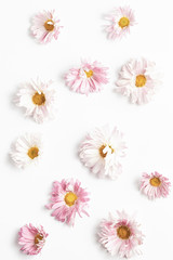 floral pattern. beautiful pink chrysanthemum flowers on white background. flat lay, vertical frame