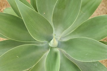 Closeup shot of agave attenuata. High angle shot.