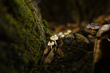 pequeña familia de hongos blancos que crecen en la humedad del bosque