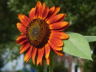 Vibrant Orange Sunflower